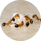 Fourmis