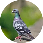 Pigeons