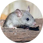 Rats