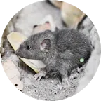 Souris