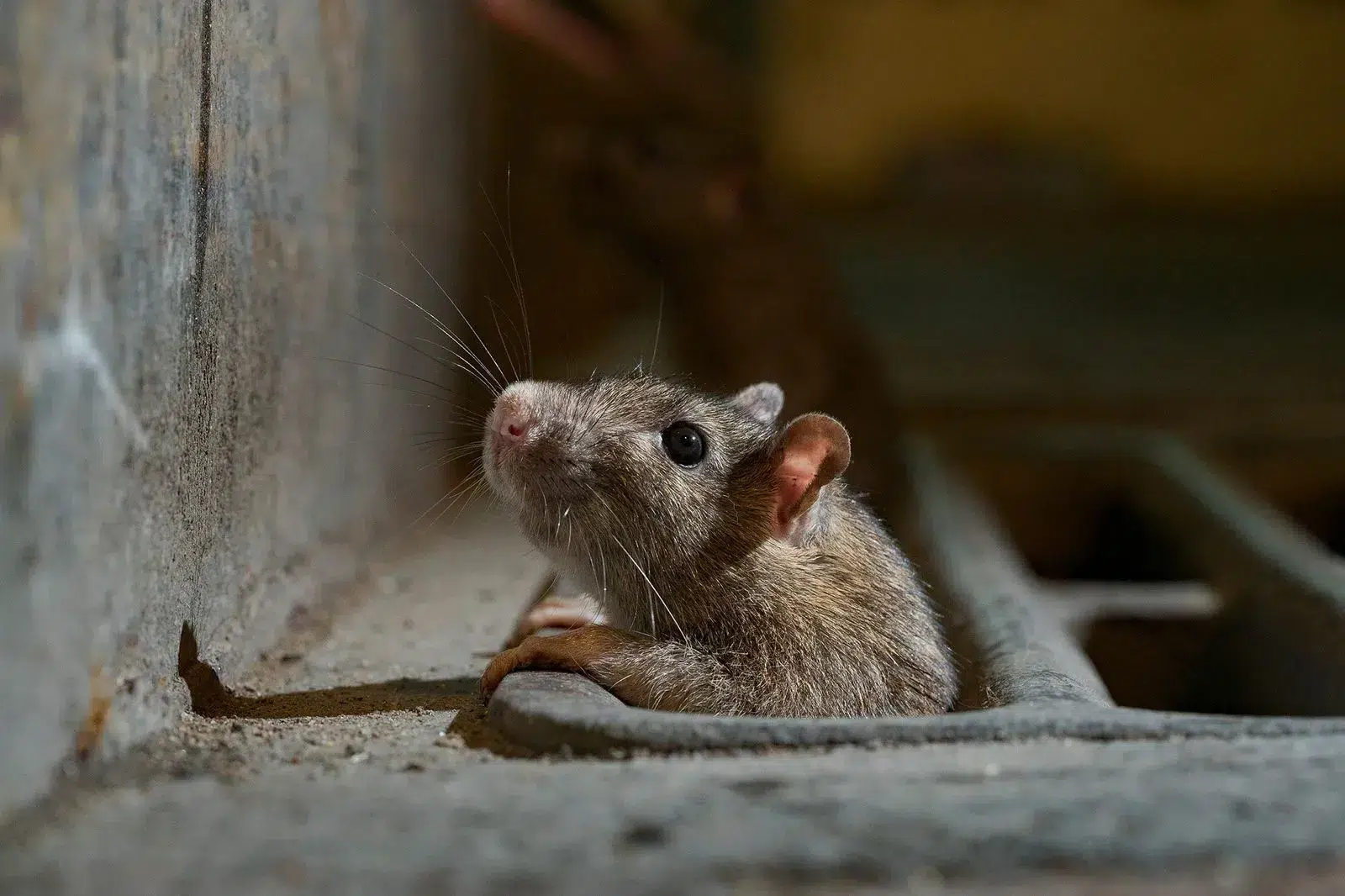Rat brun (surmulot)