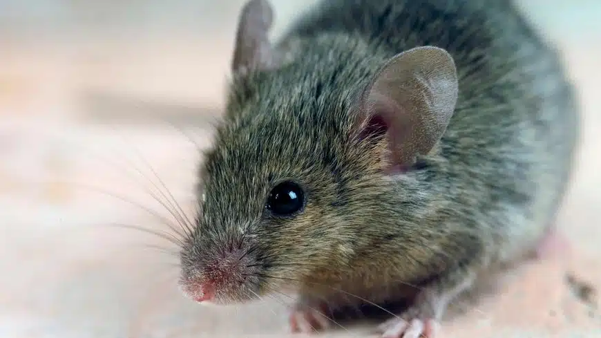 Souris domestique