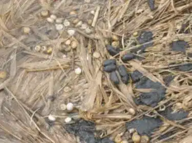 Crotte de rat musqué