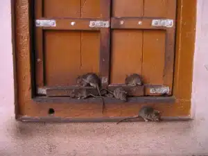 Invasion de rats