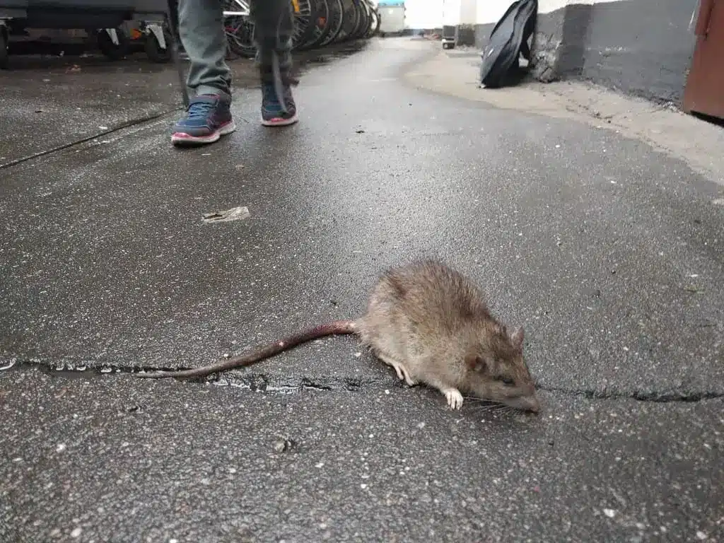 Invasion rats ville